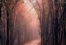 库里21分7助攻波斯特20分 勇士大胜公牛止连败.